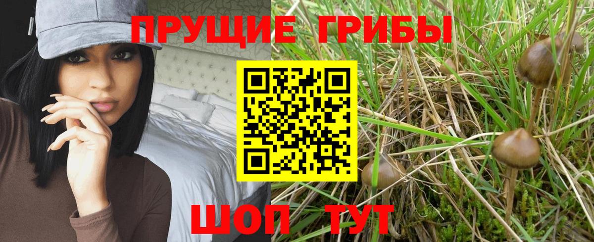 Псилоцибиновые грибы GOLDEN TEACHER  Вологда  Псилоцибиновые грибы ЛСД 